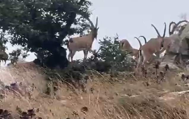 Zəngilanda maraqlı VİDEO görüntülər qeydə alındı